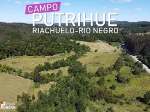 Campo Putrihue